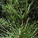 Sciadopitys verticillata aiguille